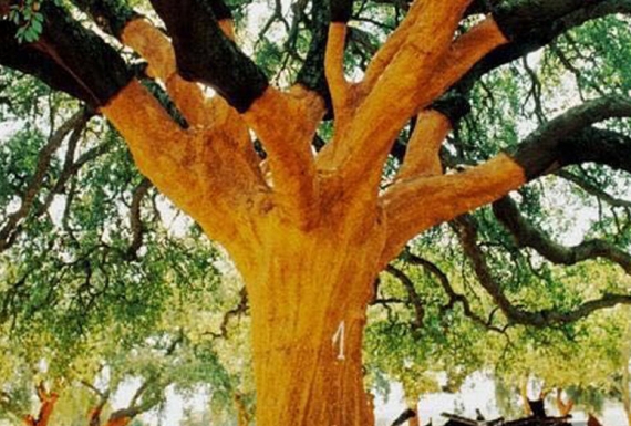 עץ השעם