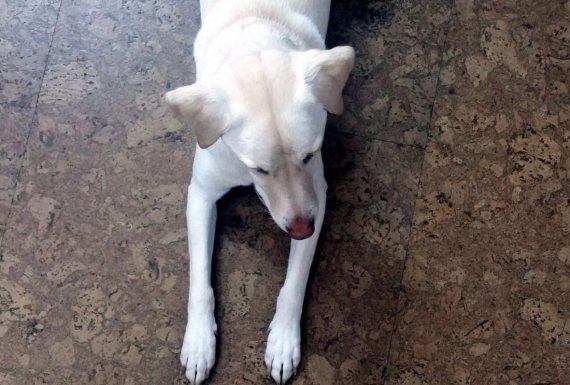 כלב יושב על רצפת פרקט משעם