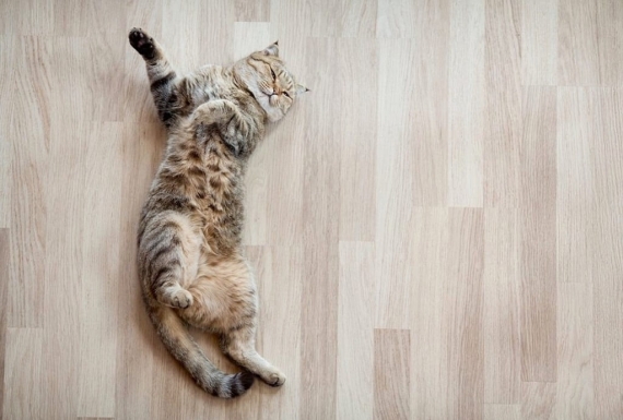 חתול שוכב על רצפת פרקט