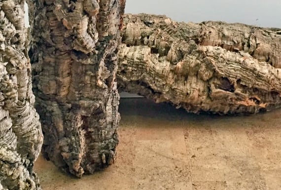 גזעי עץ שעם לדקורציה