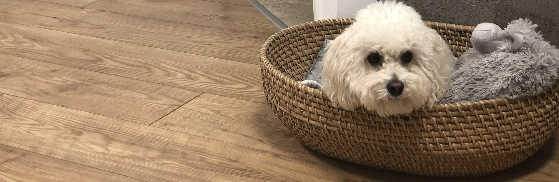 כלב בסלסלה על פרקט מינציה